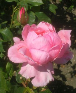 THE QUEEN ELIZABETH (floribunda)